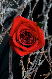 黑底红玫瑰