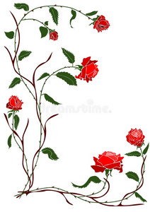 红玫瑰藤