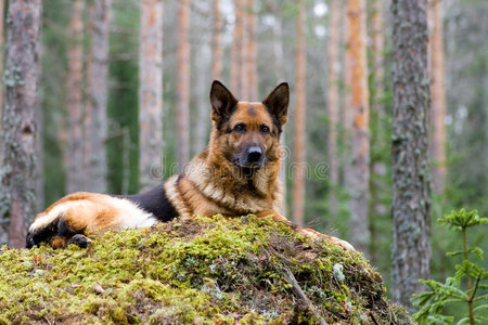 德国牧羊犬图片