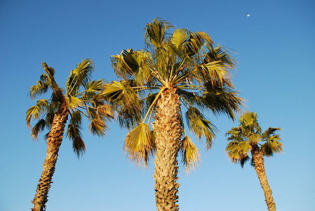 日月棕榈树