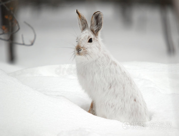 雪兔