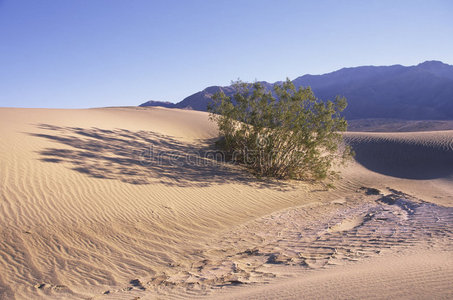 豆科灌木平沙丘图片