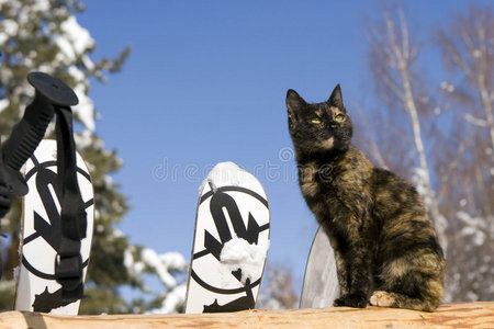 篱笆上的猫和高山滑雪板