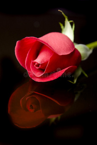 黑底红玫瑰黑底合金车轮黑底地球黑底金色框矢量花白色背景上分离.