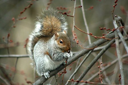 普通的东部灰松鼠在树上吃东西