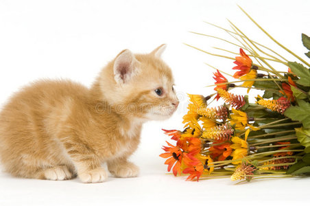 猫和花图片