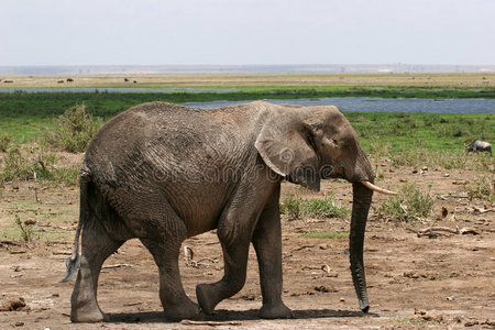 大象行走