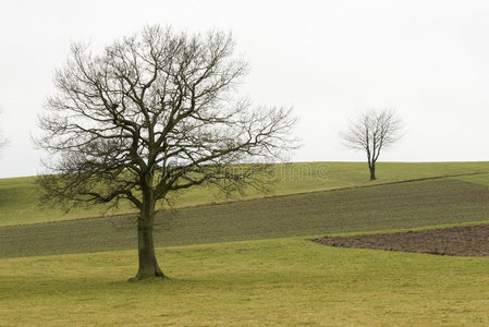 田野上的两棵树图片