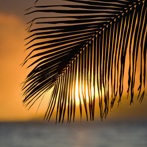 棕榈叶日落。