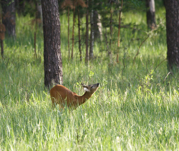 鹿capreolus capreolus