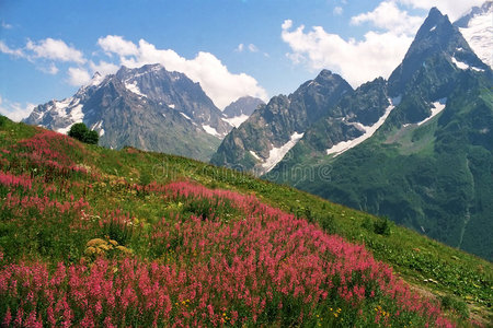 俄罗斯夏季照片