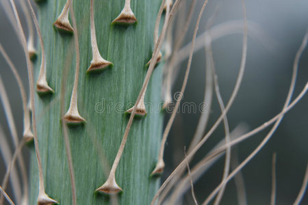 丝兰花穗茎图片