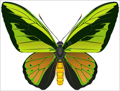 歌利亚鸟蝶图片