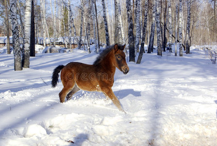 深雪中的小马照片