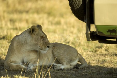 肯尼亚马赛马拉狮子
