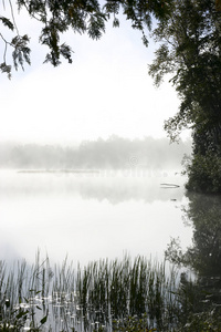 清晨湖面薄雾笼罩的树木图片