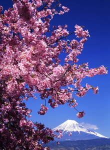 富士山