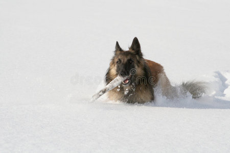 雪地里跑的牧羊犬