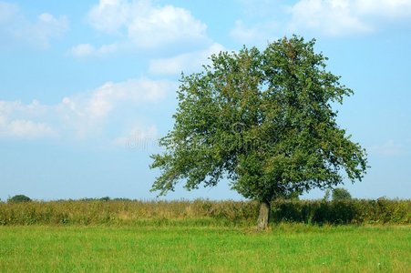 孤独的树