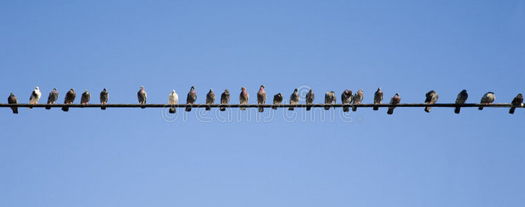 电线上的鸟图片 电线上的鸟素材 电线上的鸟插画 摄图新视界