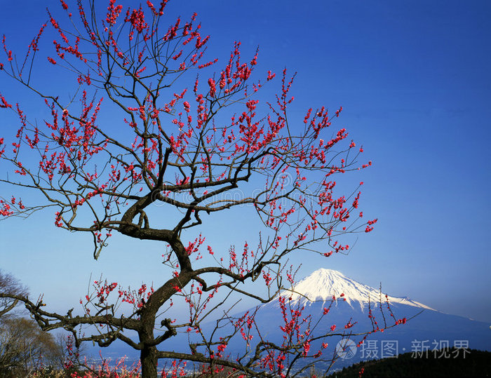 富士 春天 天空 森林 风景 花园 分支 冬天 场景 开花