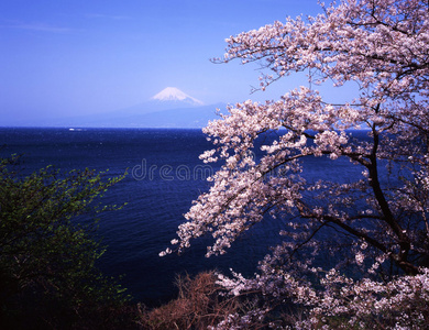 日本 风景 花儿 开花 春天 旅行 樱桃 富士 自然 分支