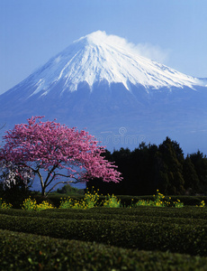 旅行 风景 日本人 天空 领域 富士 开花 梅子 自然 日本