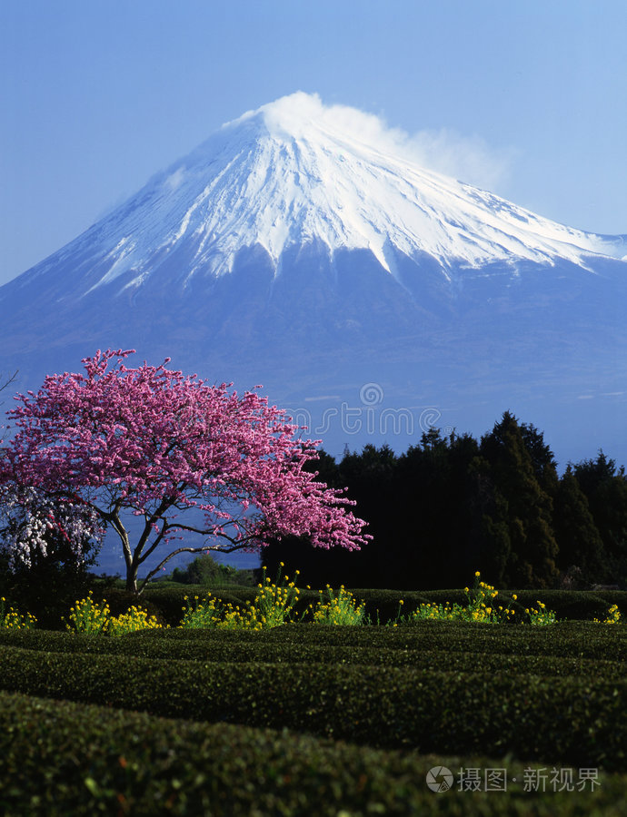 旅行 风景 日本人 天空 领域 富士 开花 梅子 自然 日本