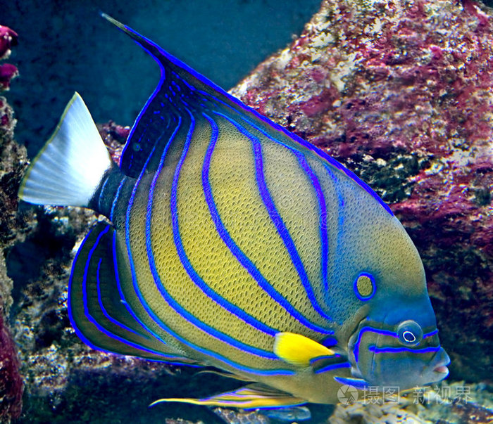 热带鱼24