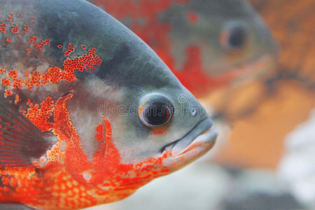 水族馆鱼类