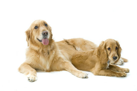 客卡猎犬金毛猎犬和可卡猎犬在一起照片