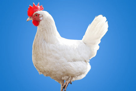 白老的小厨房,在美国的房子建于 1942 年白公鸡和隔离,只黑母鸡白公鸡