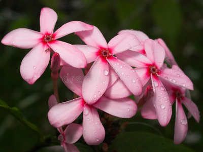 公路边绿化粉色的花(路边绿化带的粉色花是什么)