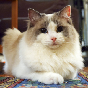 冬季皮毛只布偶猫小猫猫宠物蓝色眼睛关于一fem一ler一gdoll关在上面