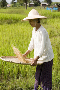 水稻收成