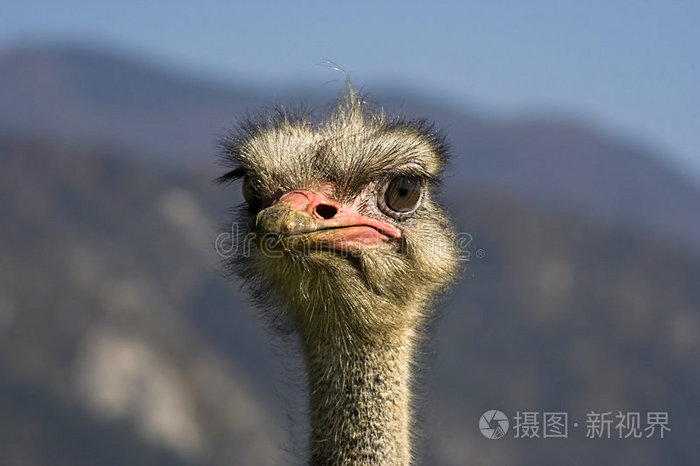 鸵鸟肖像