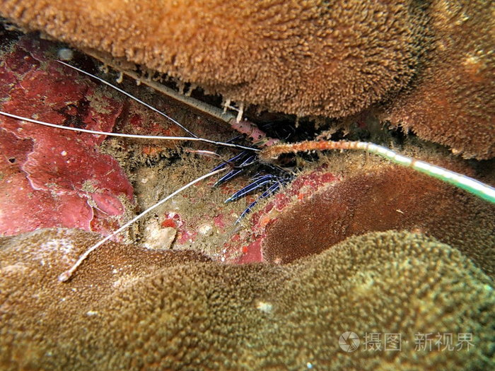海绵珊瑚虾