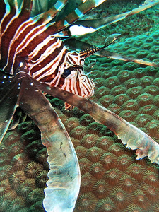 珊瑚礁中的萤火鱼图片