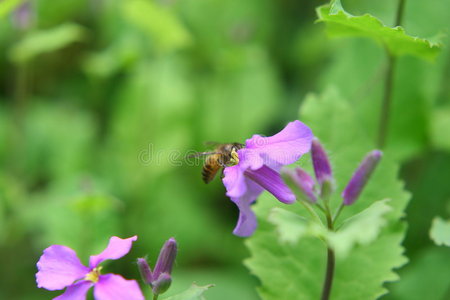 花和蜜蜂