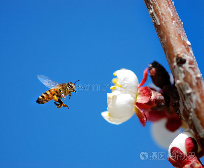 蜜蜂飞进家里预示什么 蜜蜂飞进家里预示什么呢