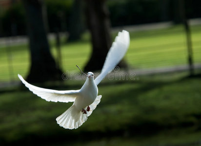 白鸽在飞翔