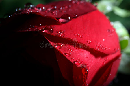 带水滴的深红色玫瑰。