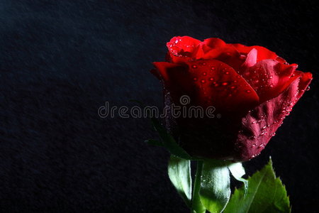 带水滴的深红色玫瑰。