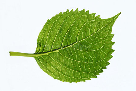 植物脉叶脉照片