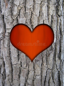 树干树皮和爱心图片