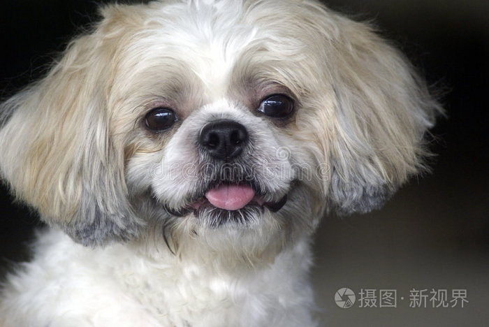 狮子狗