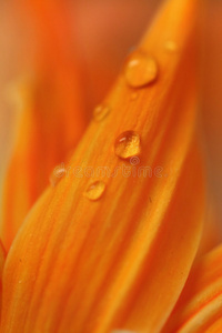 橙色花瓣上的水滴