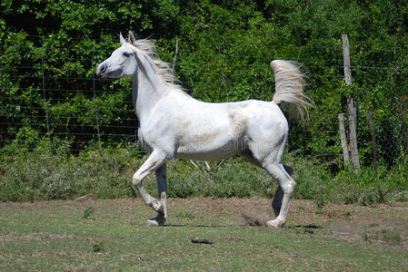 白马表演骑马游泳年轻漂亮的阿帕鲁萨赛马灰马一位皮肤干净,皮肤发蓝