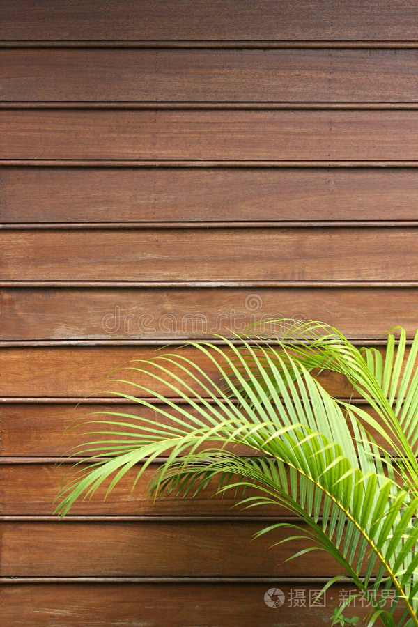 棕榈叶木墙
