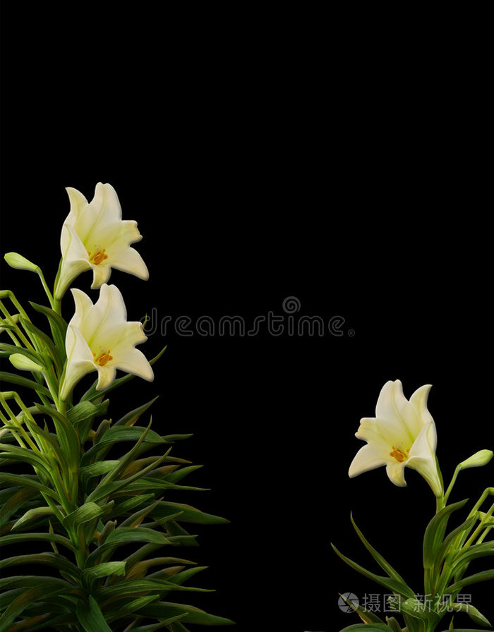 黑百合